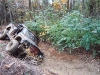 sc-mv4w-2002-pt6